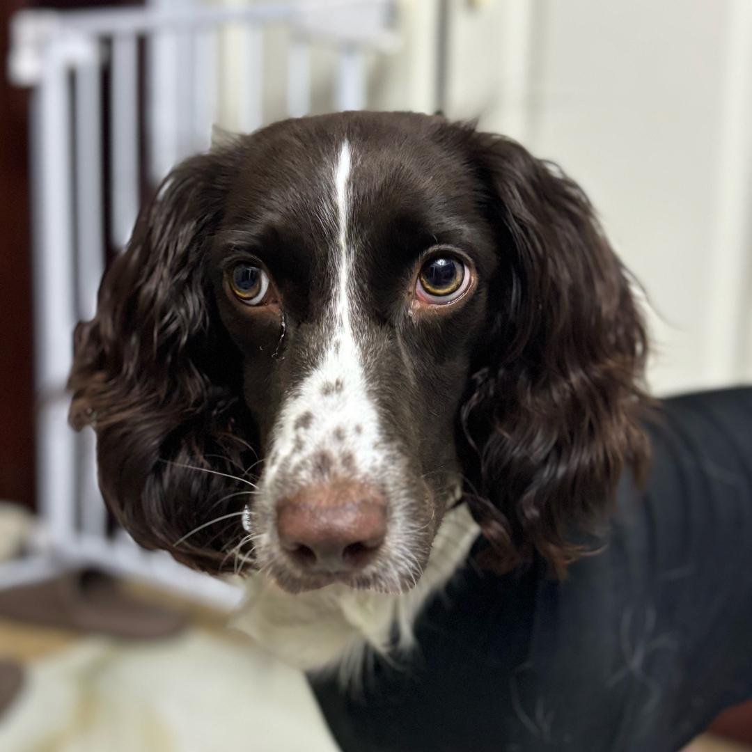 初五小娘子（带娃中）