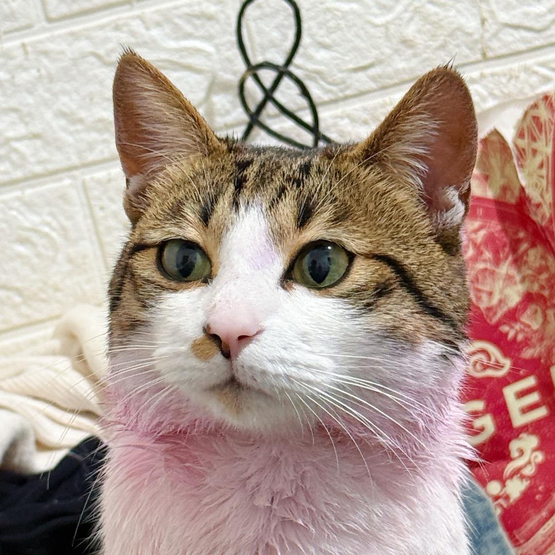 十七不是狸花喵