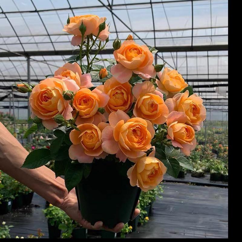 毛毛苗圃基地@抖音