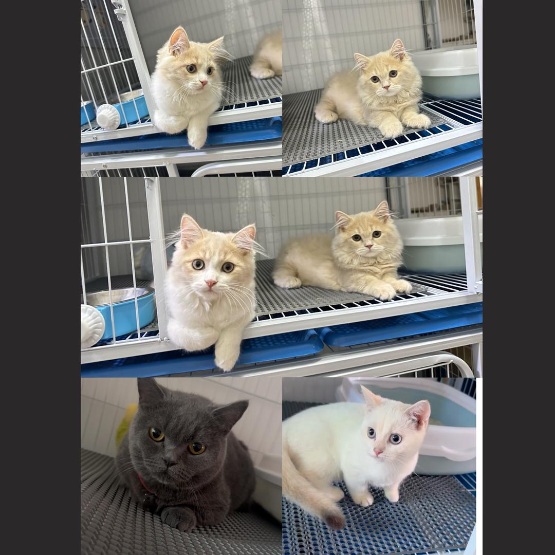 养猫的百乐