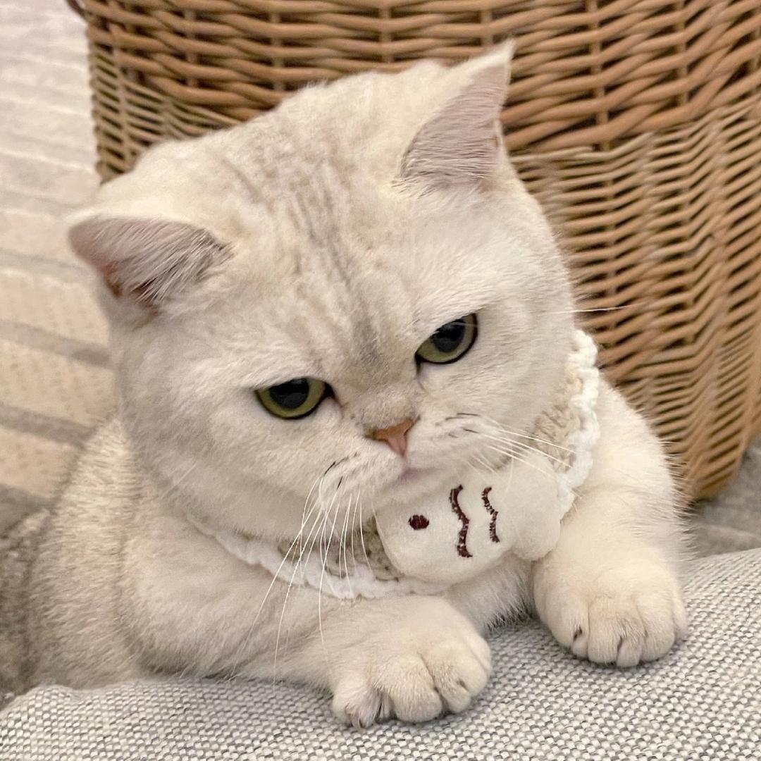 𝓬