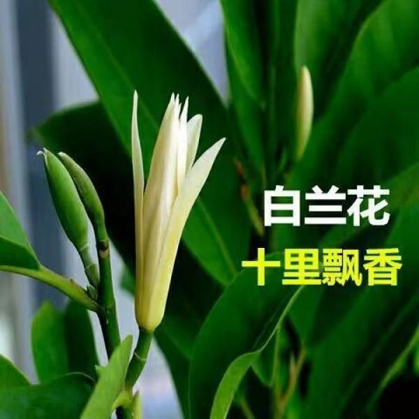 娟娟花坊