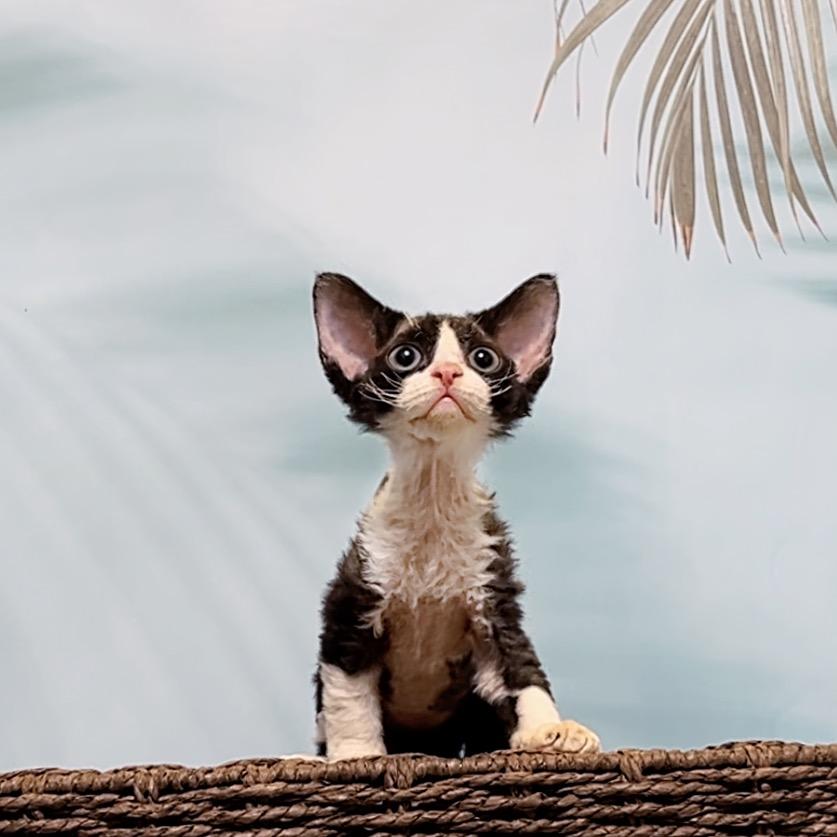 小孟德文卷毛猫