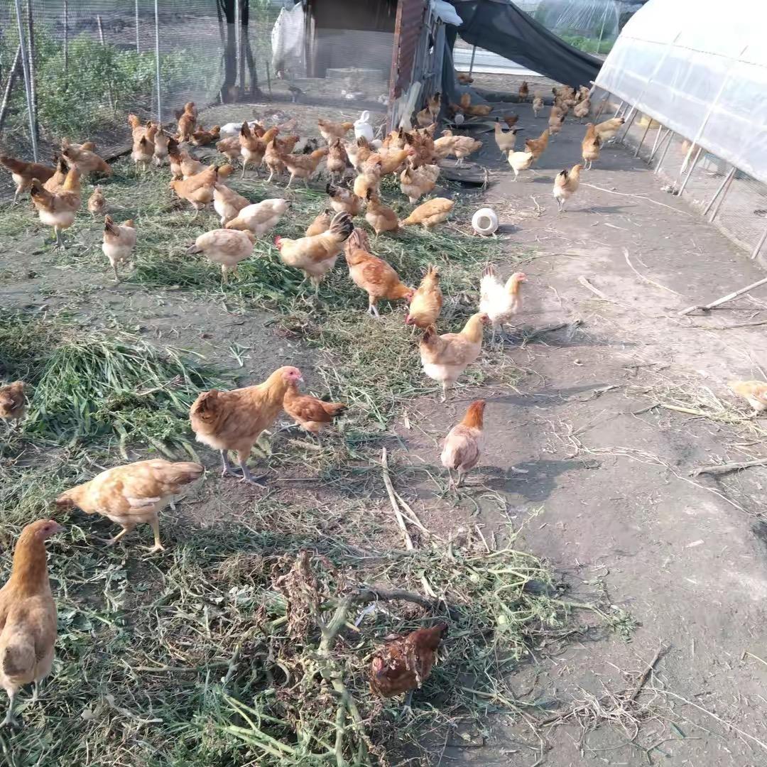 三炮农场