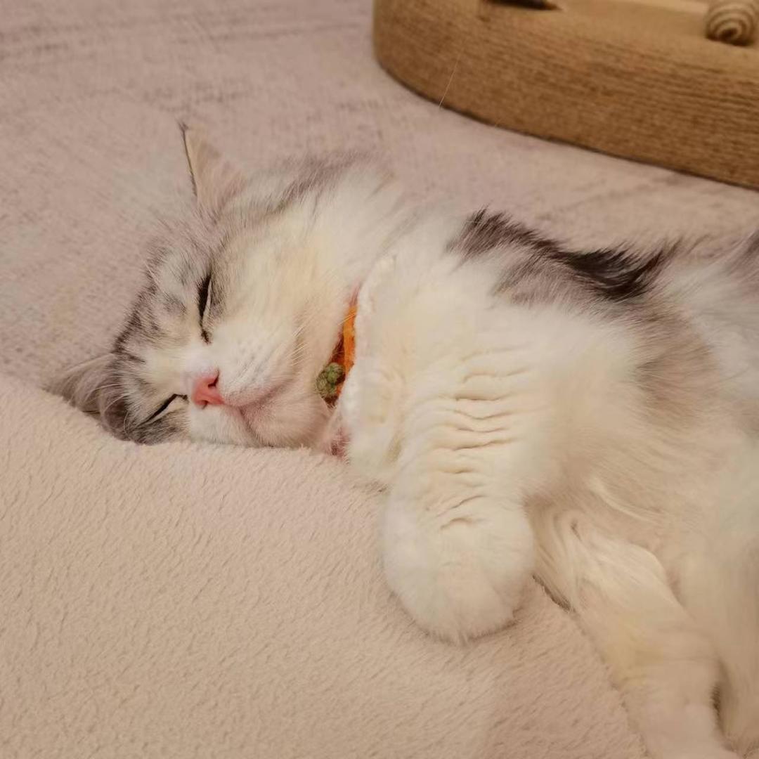 小小张-