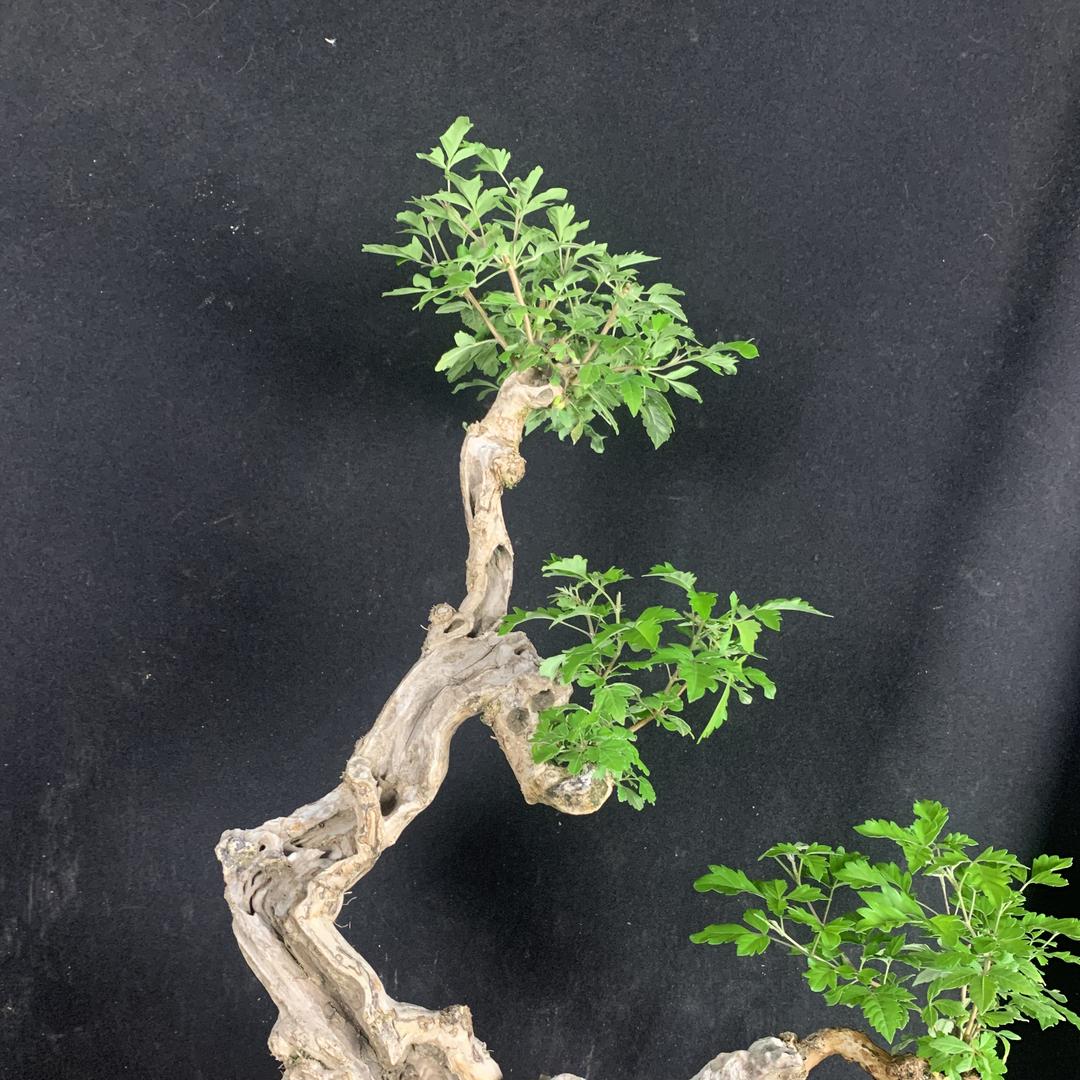 陈一囍绿植