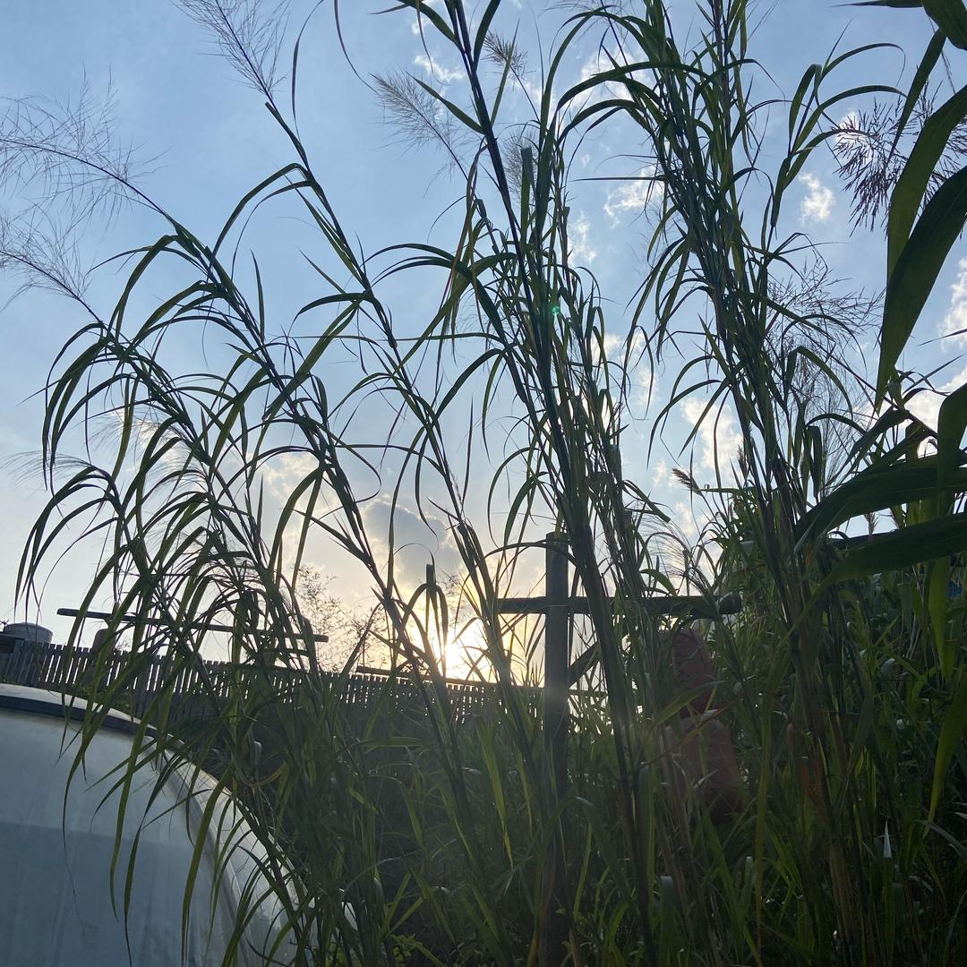 珑丫丫十字绣（涨粉中）