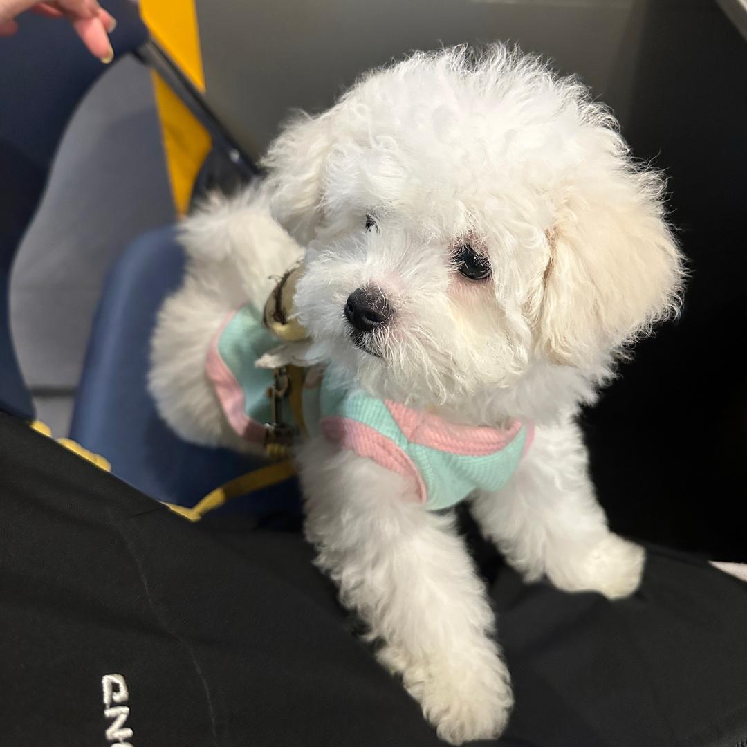 圆子的奇奇怪怪