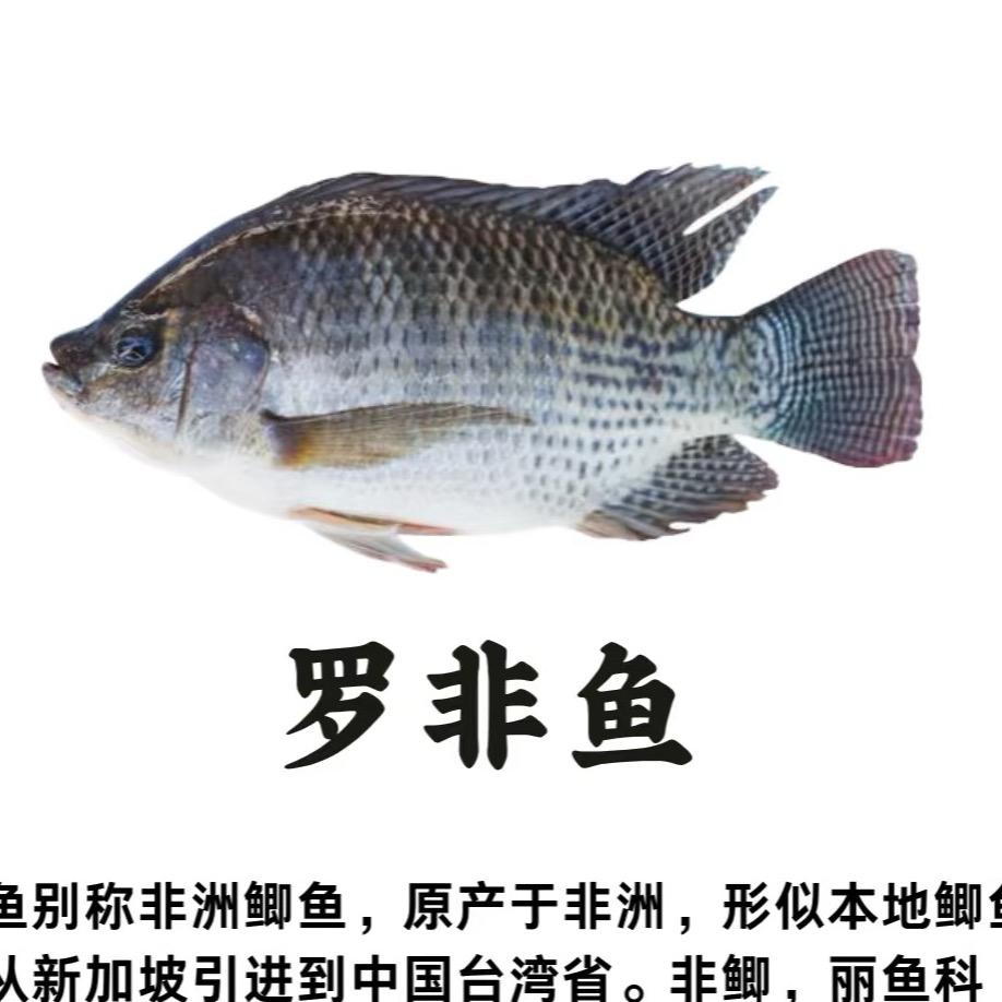 矜持绝长的罗非鱼🐟长长版