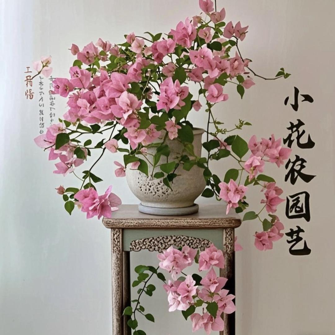 小花农园艺（三角梅）