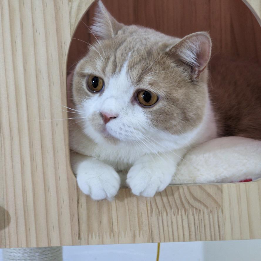 挞挞_责任越大，能力越大！