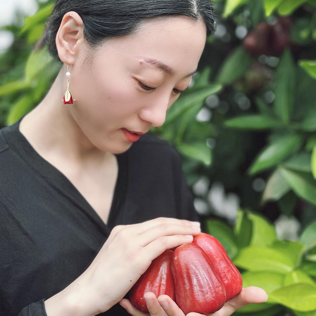 喜树（海南莲雾季）