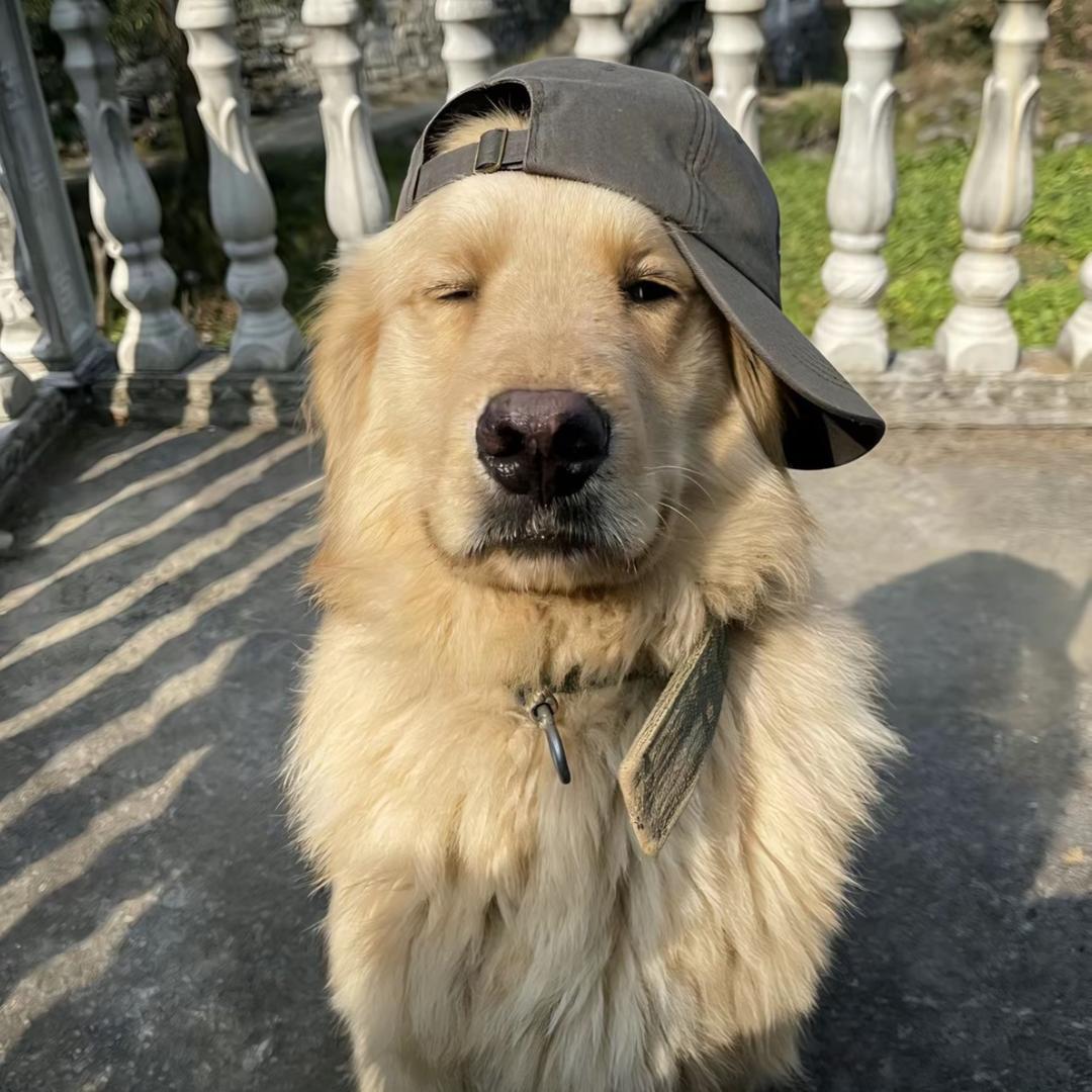 你的许先生√