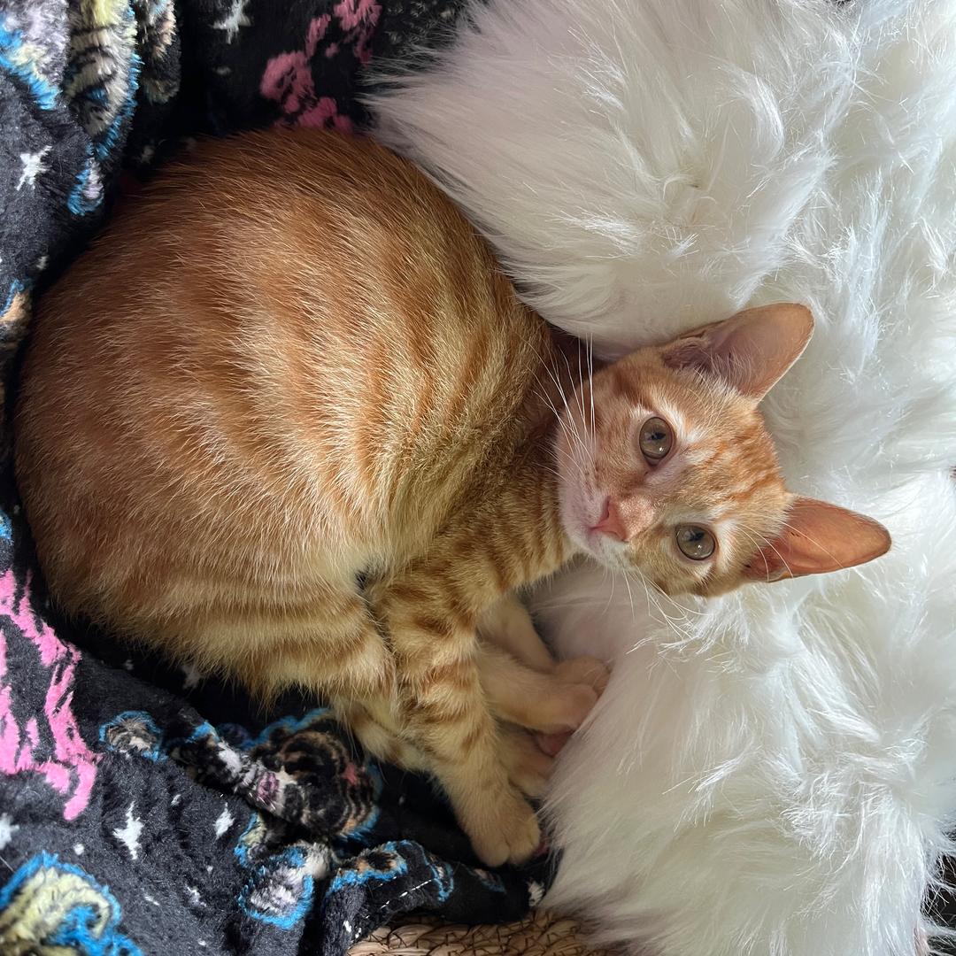 小猫妮妮