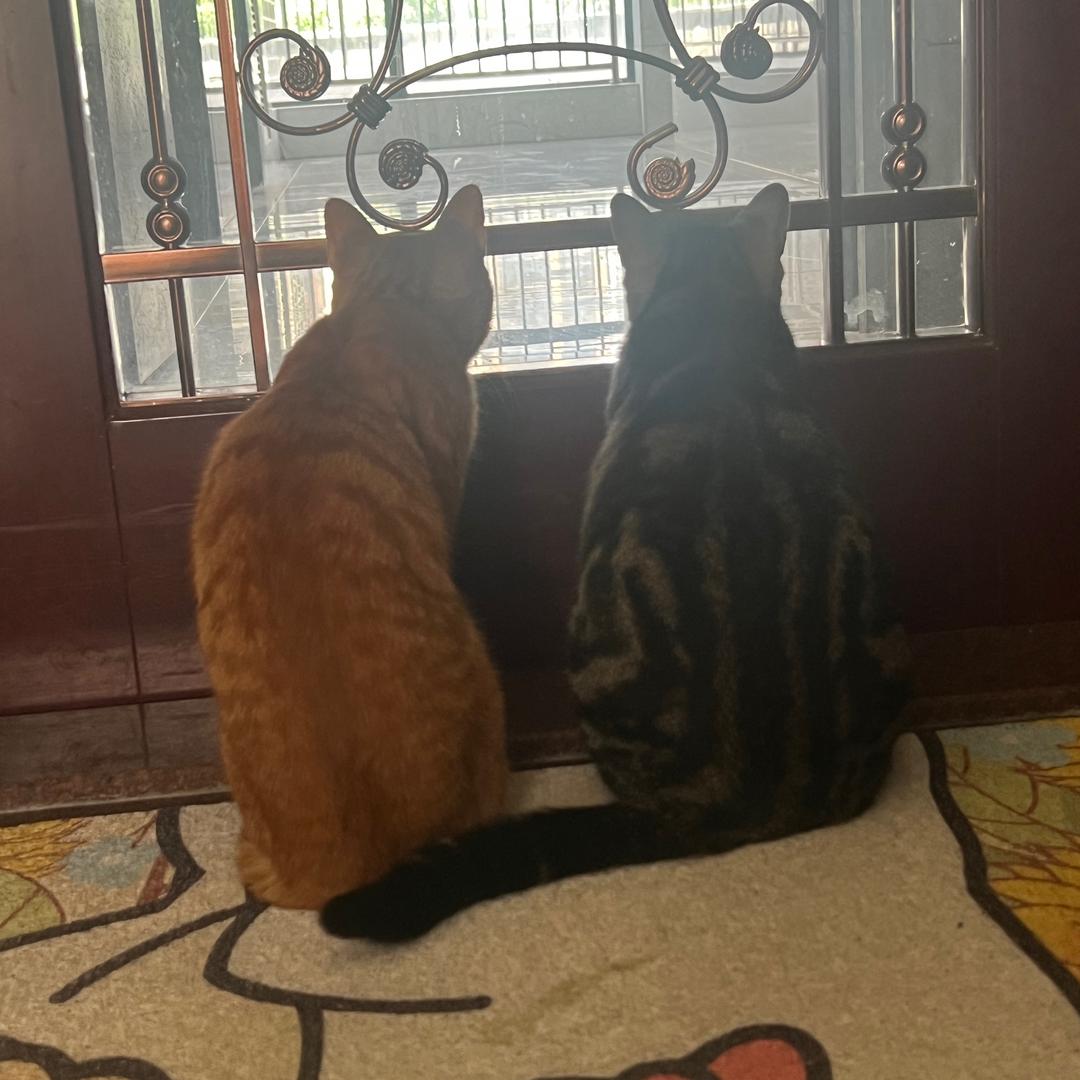 🐱十斤