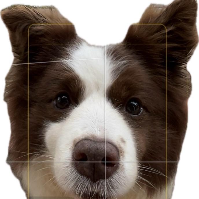 🦋夹心海苔（见过程鑫版）