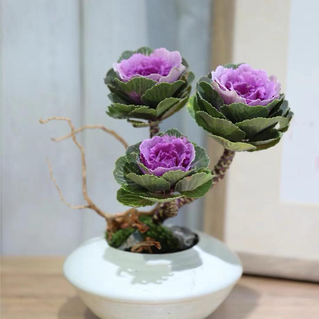 小红花苗木