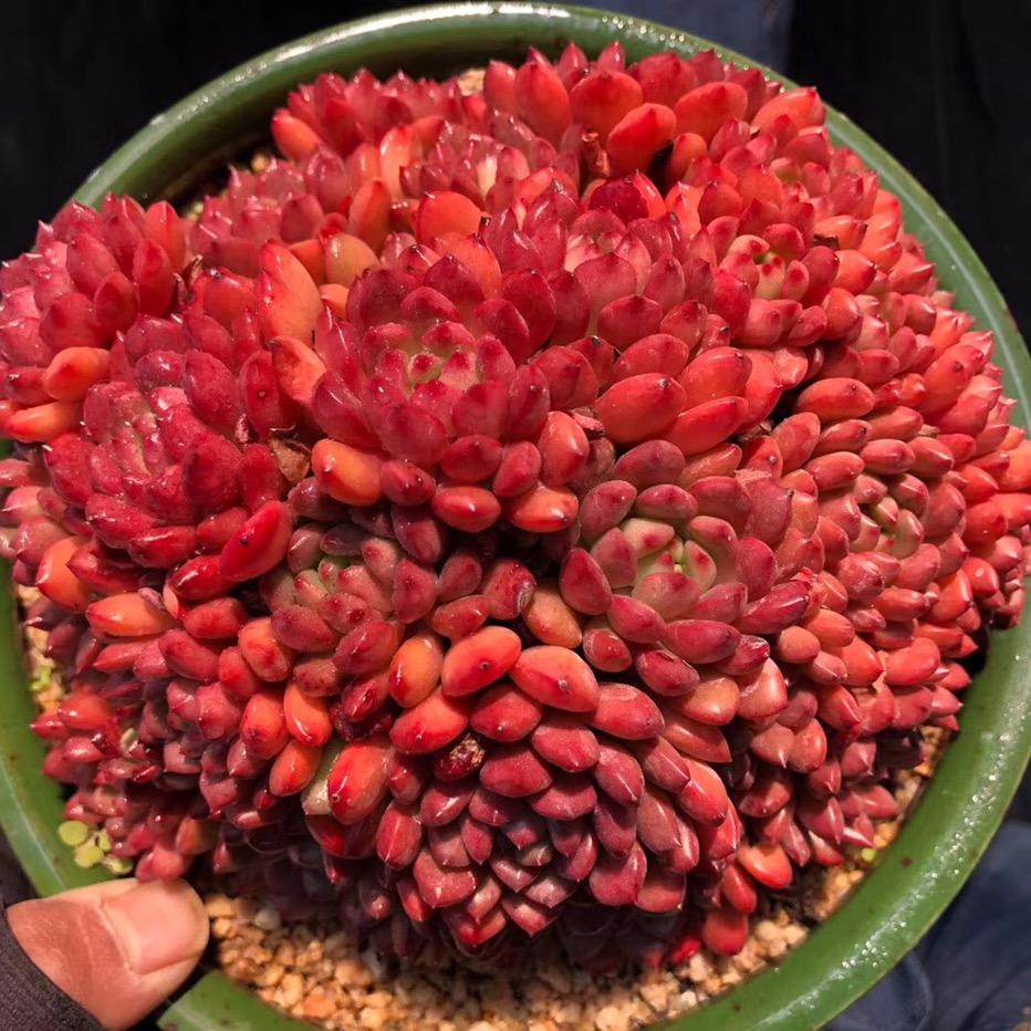 心动多肉