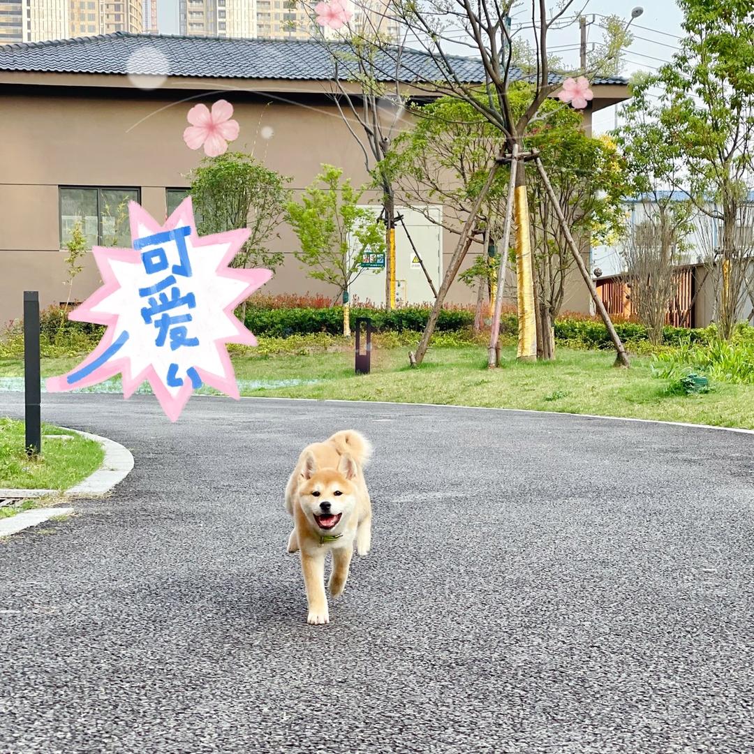 胖猫猫🐱