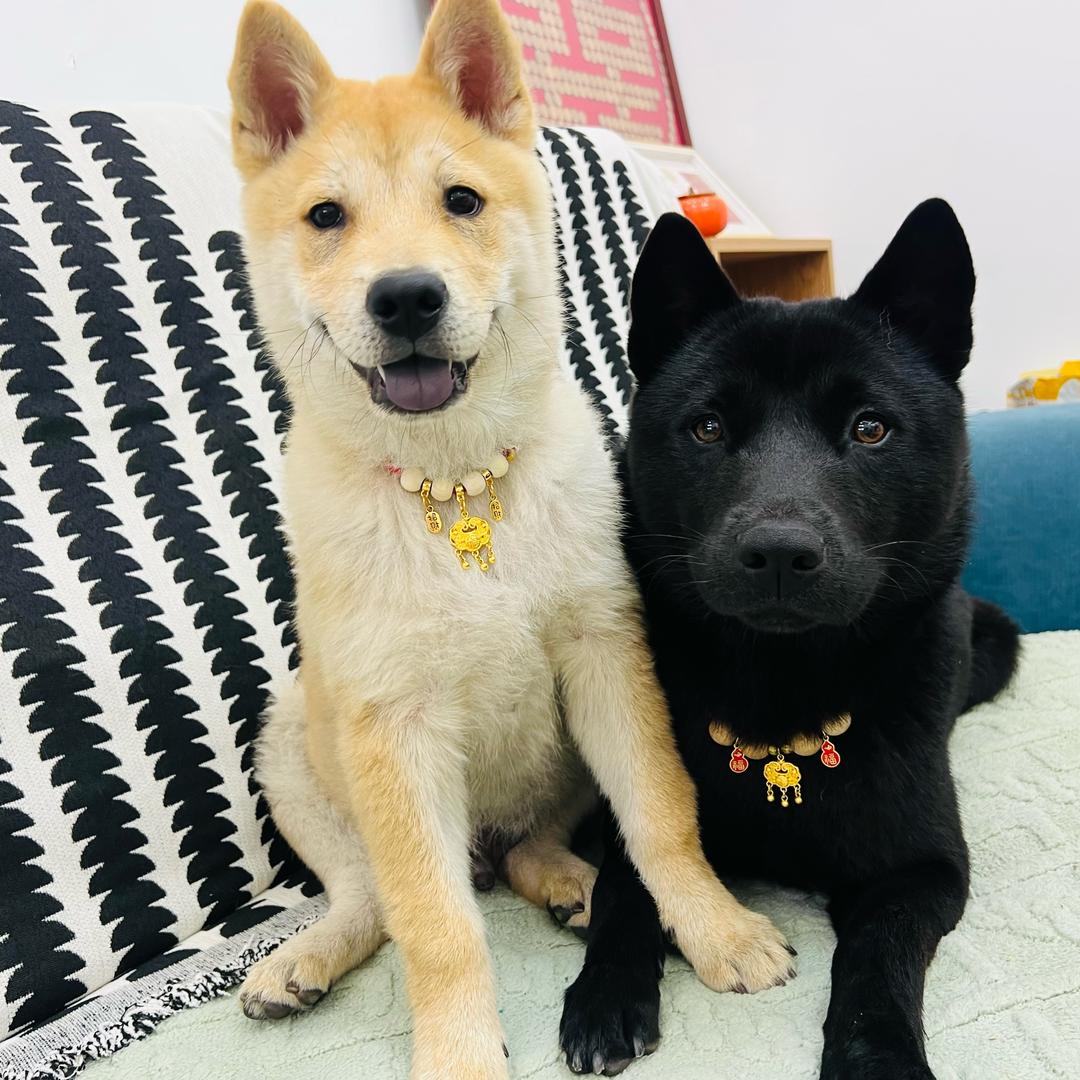 中华田园犬⚫️🟡