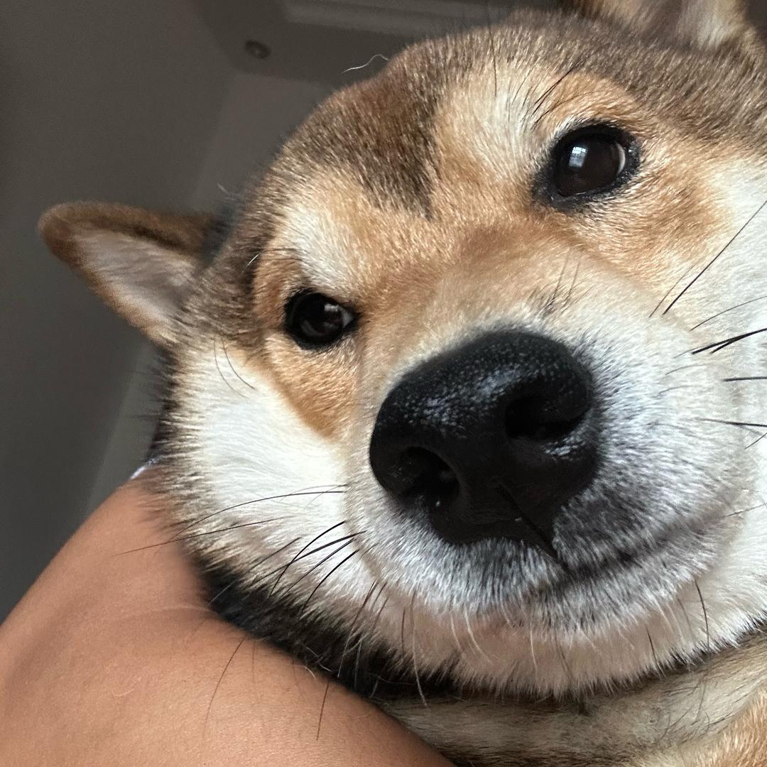 糕糕手