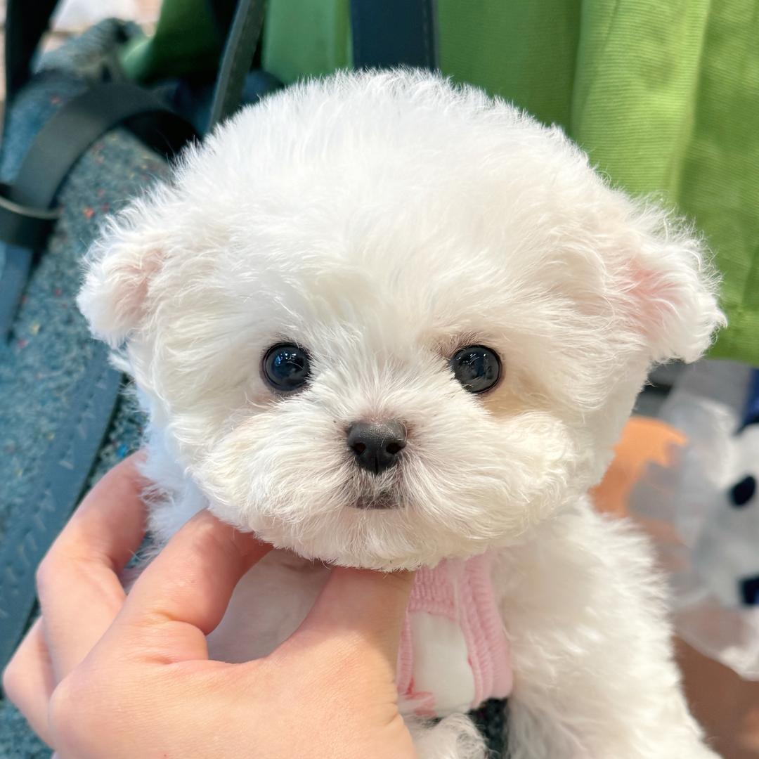 番茄的熊宝