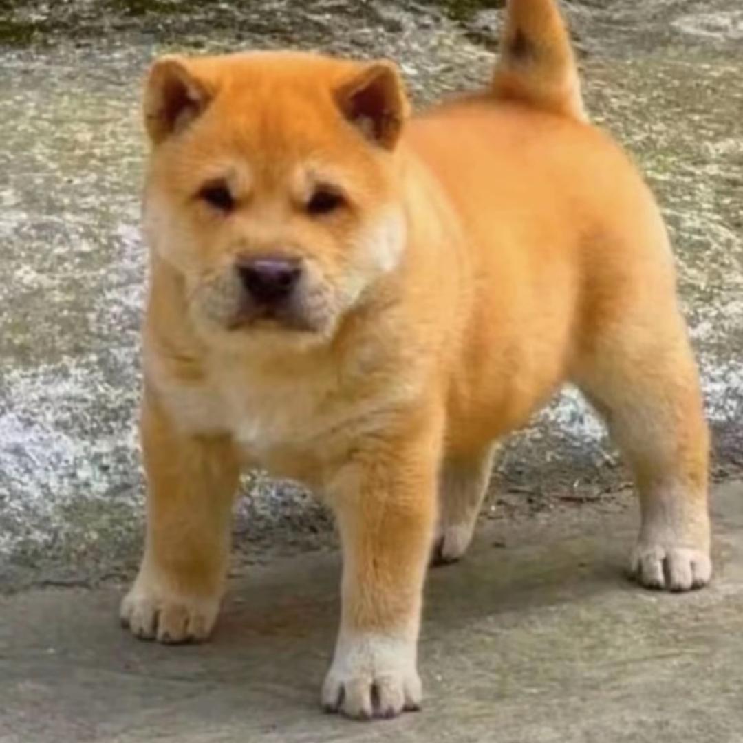 红锅犬舍（广西田园犬）