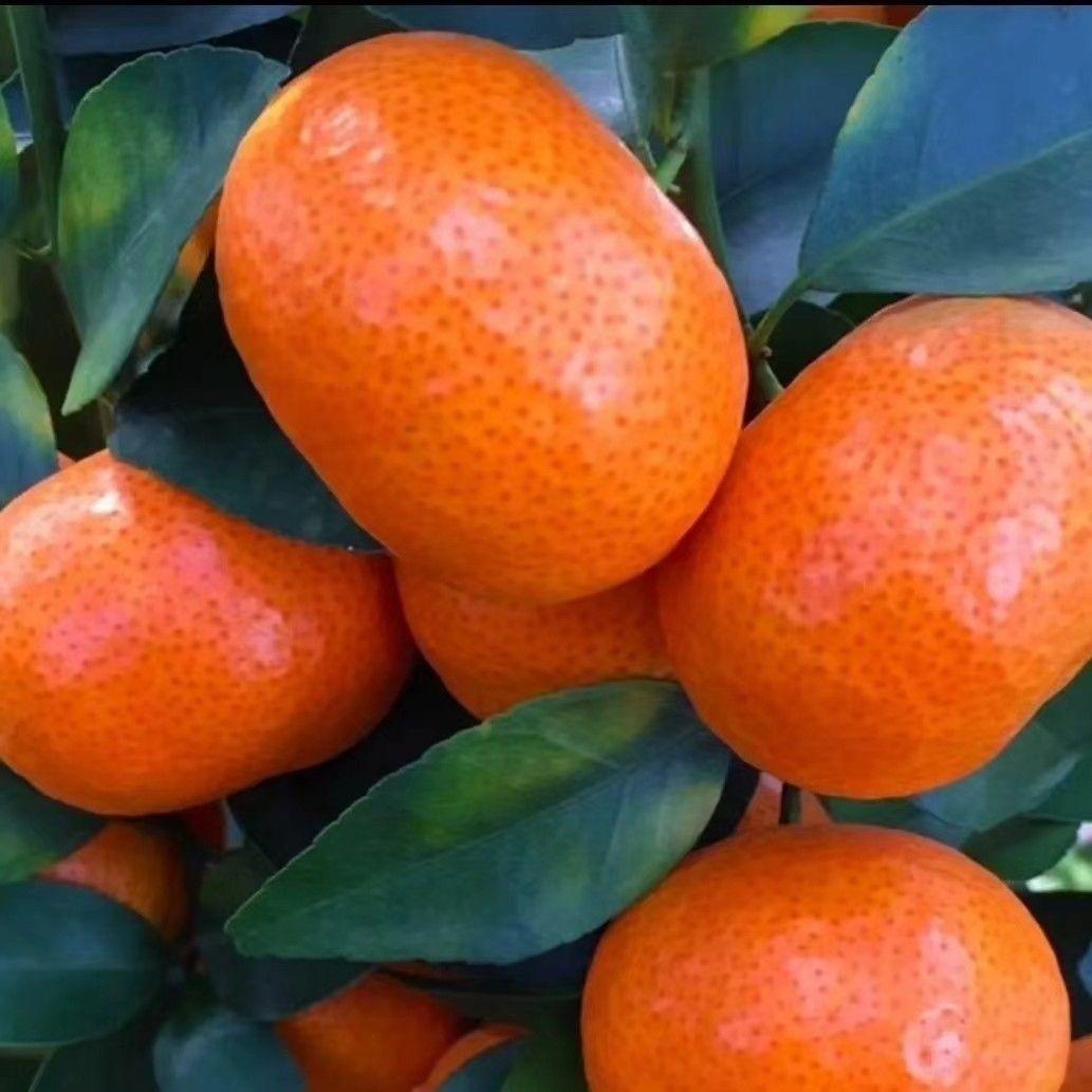 南枳晨之航果树苗木专卖店