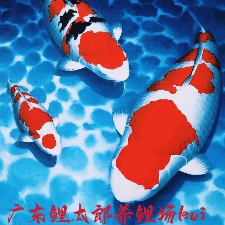 鲤太郎養魚場（好鱼很多点个关注）