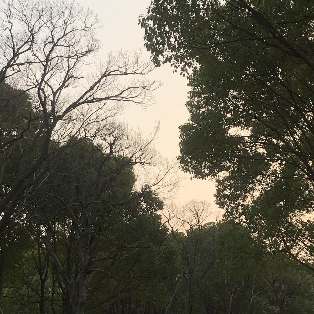 青葱记忆