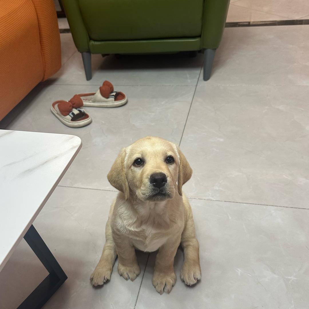 🎶回佳的仔🎶