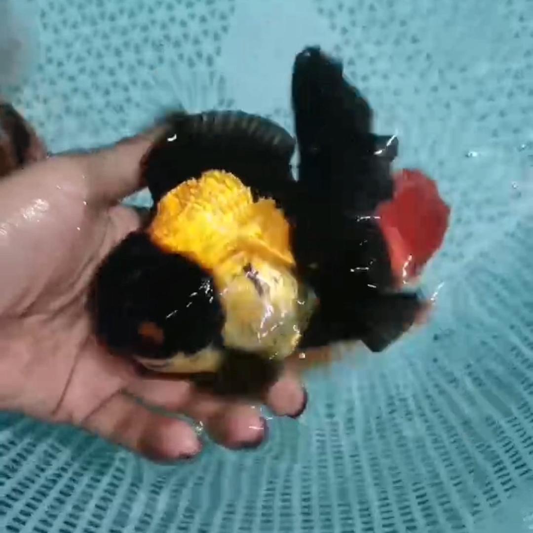 鱼小月金鱼