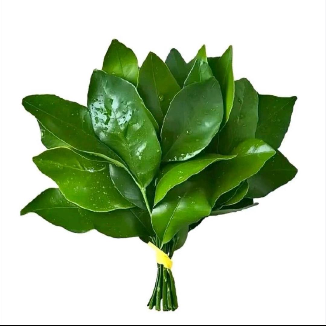 秋海棠