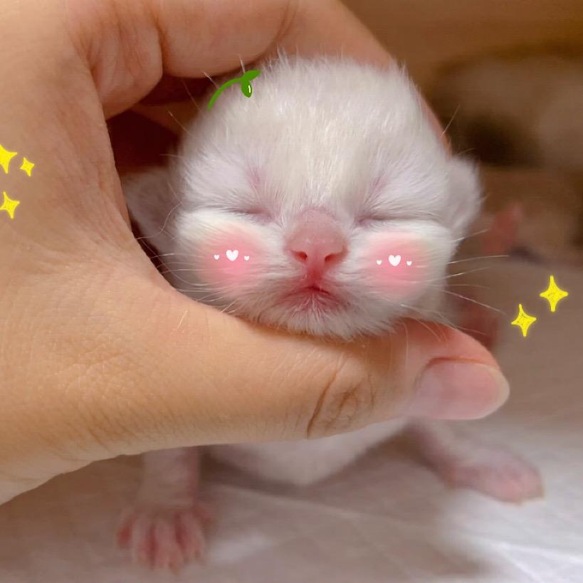 屋顶懒猫