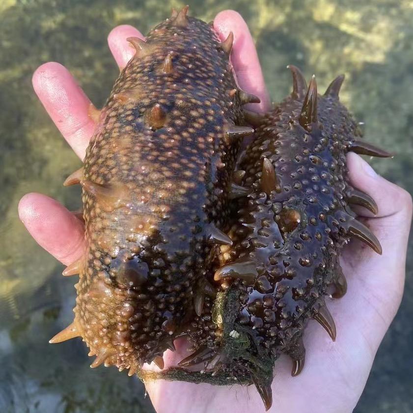 嘉广海洋臻选