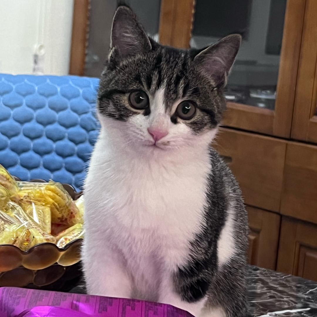 金条是个淘气包✋