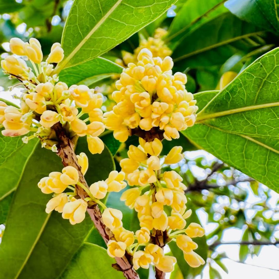 张小姐的桂花园