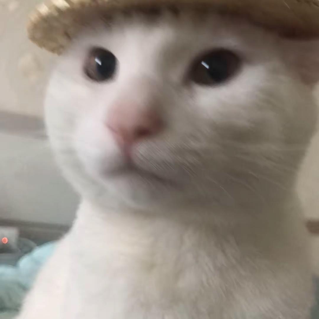 不是胖头鱼