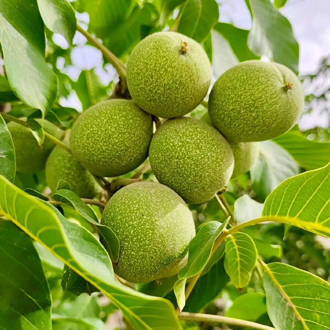 云谷生鲜供应链