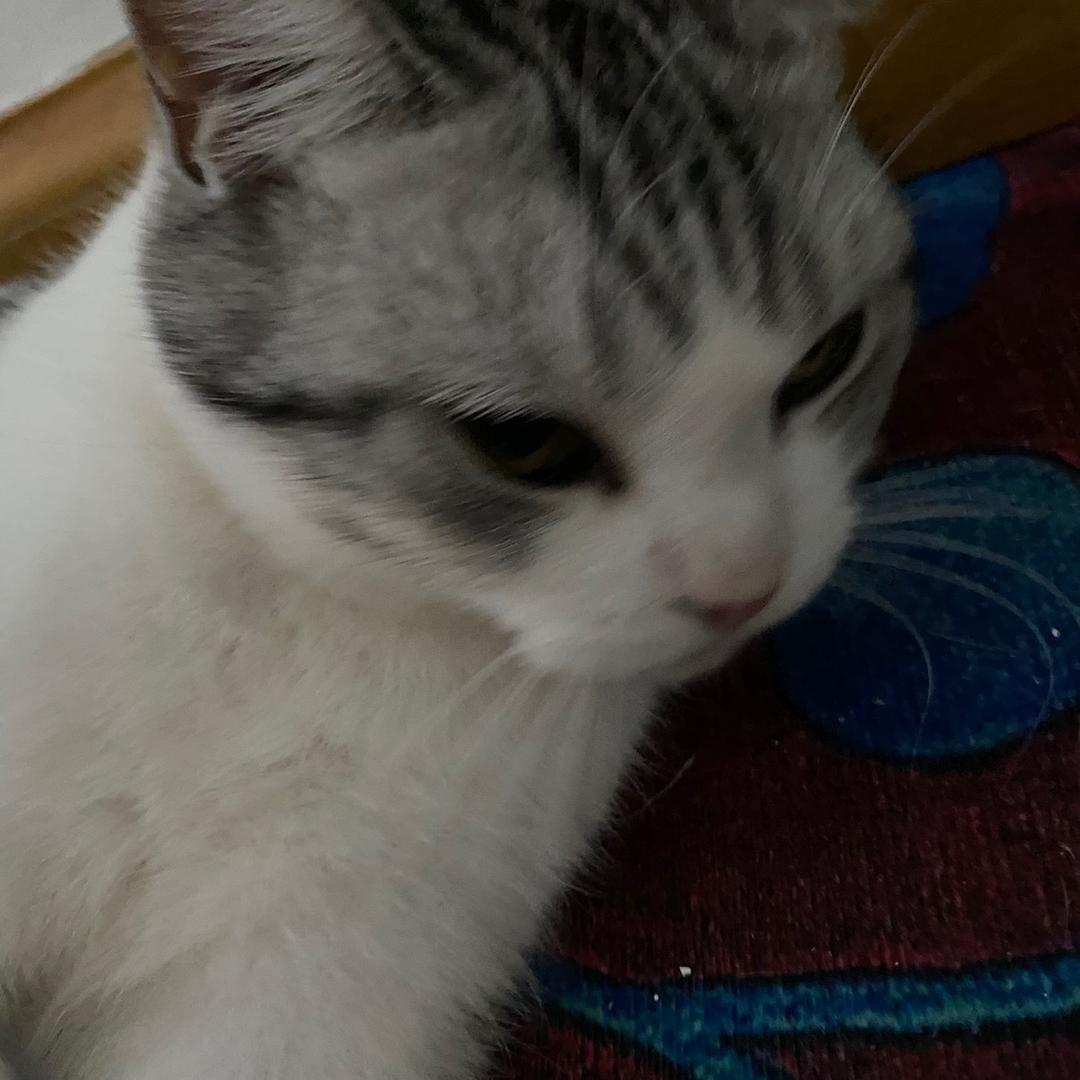 爱吃狸猫梁上走的鱼