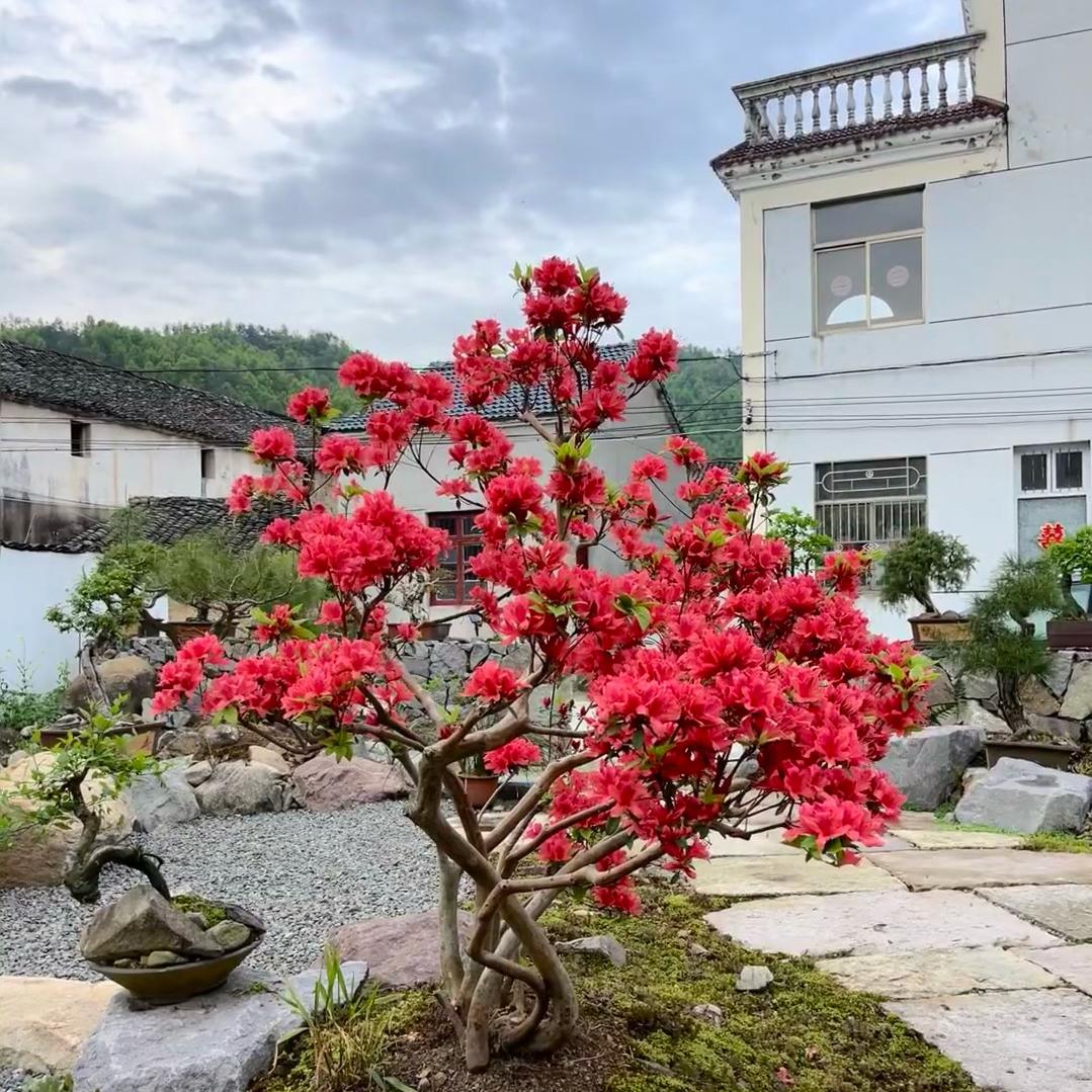 花与你盆景馆