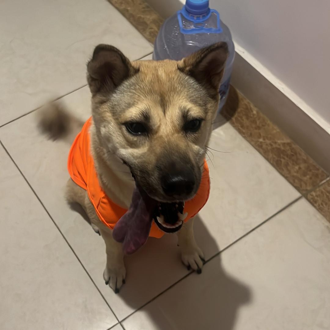 睫毛精妞妞🐶