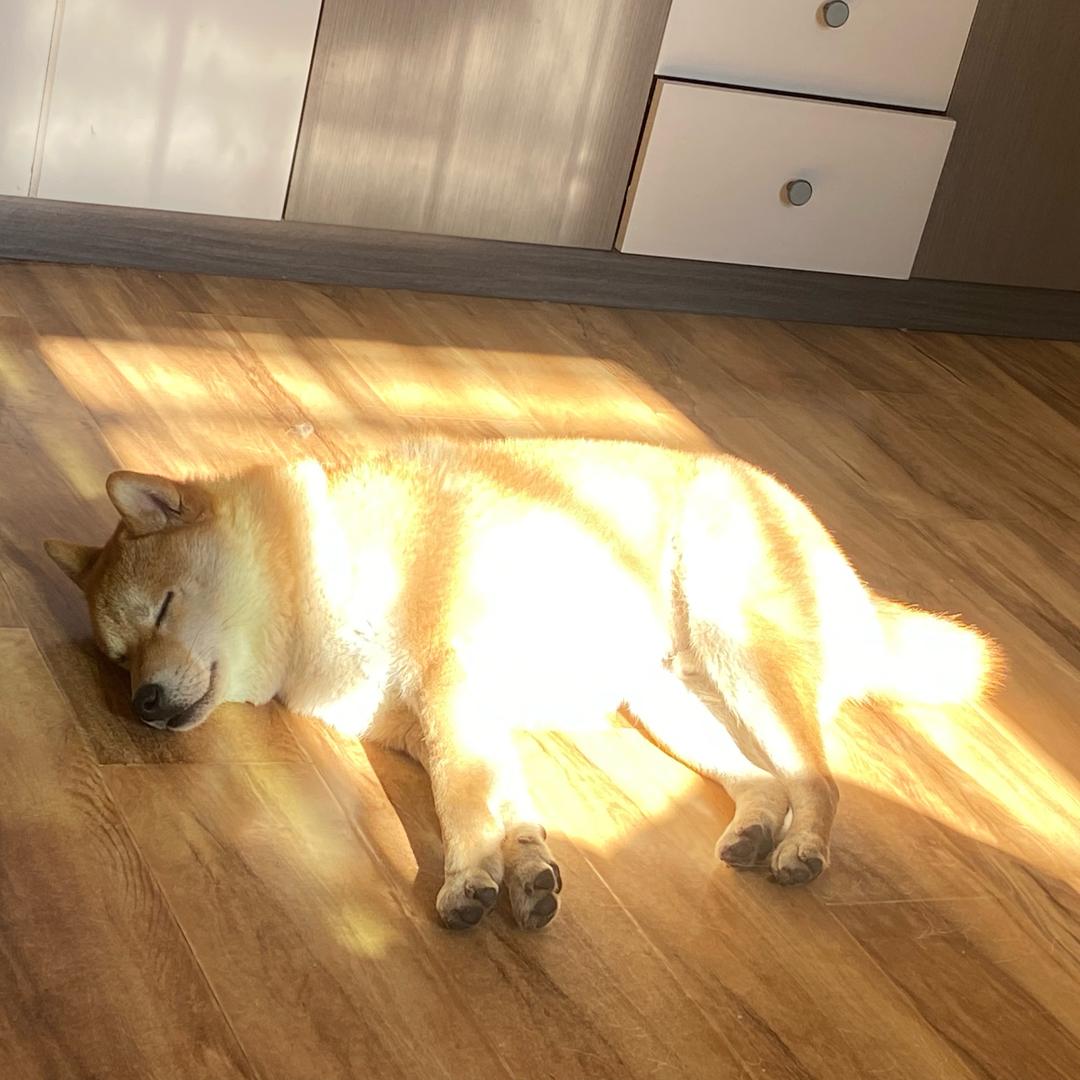柴柴是柴犬