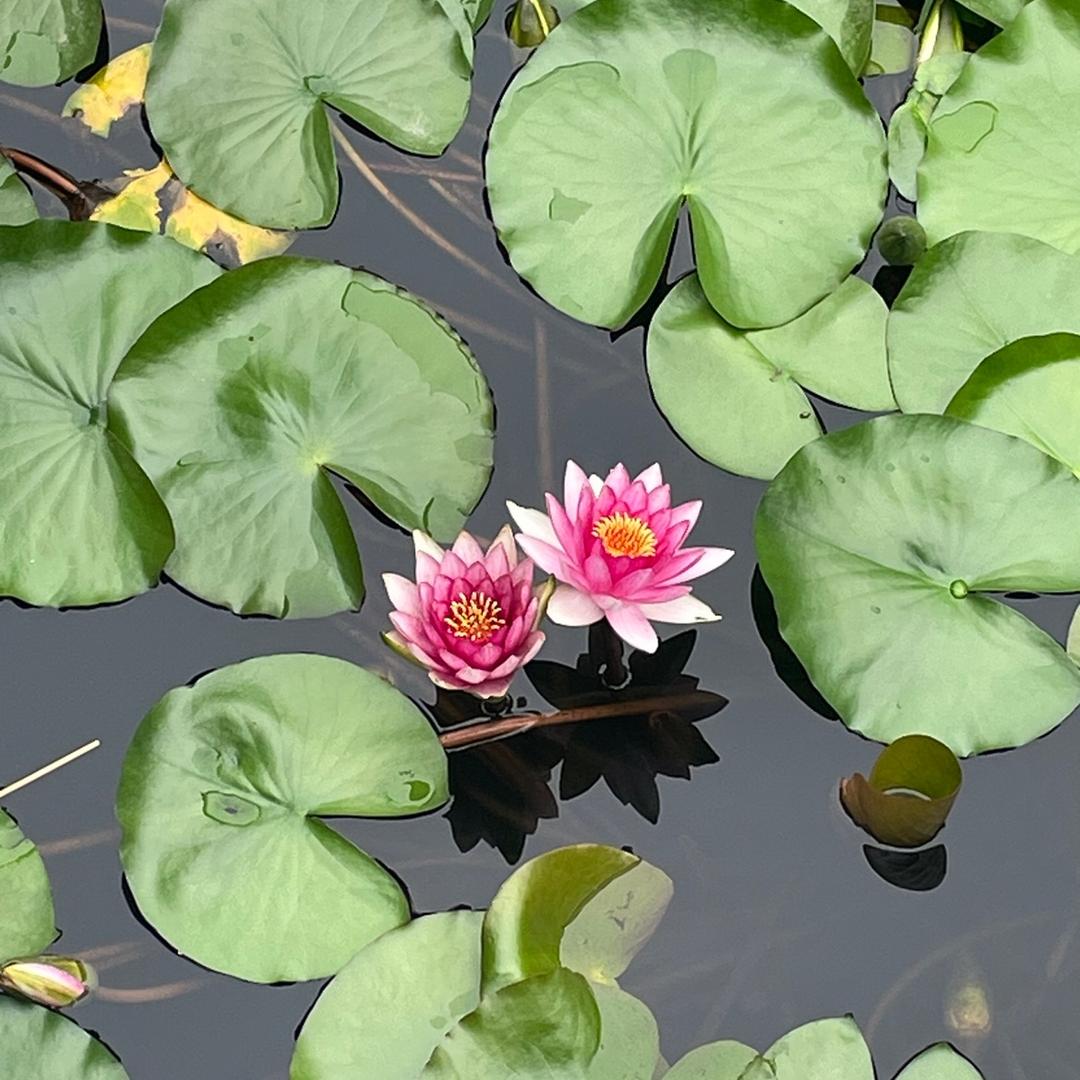 枣强县春婷皮草店