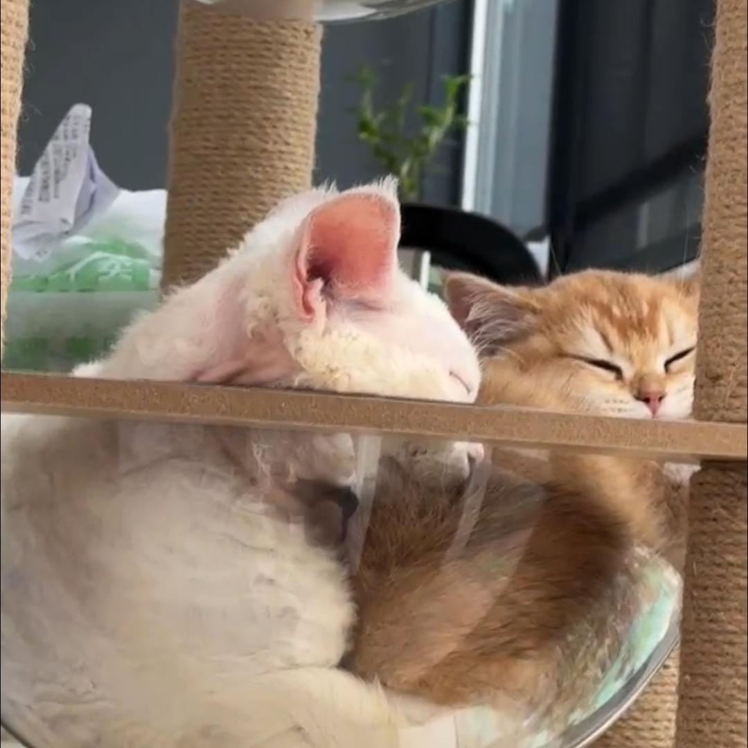 双猫拆家后援会会长