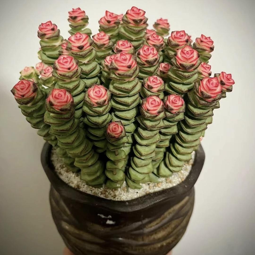 云南福宝多肉花卉