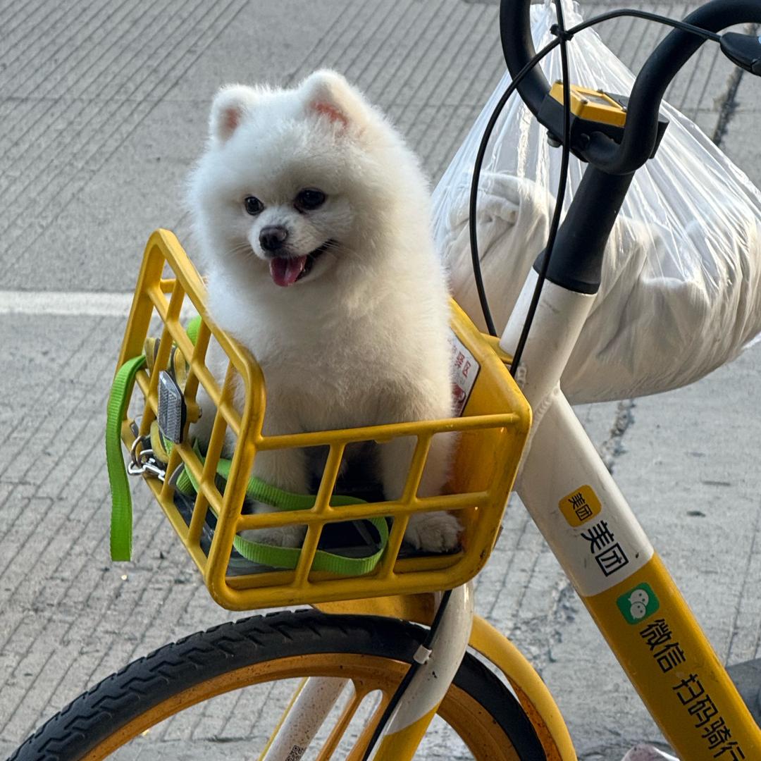 丸子_