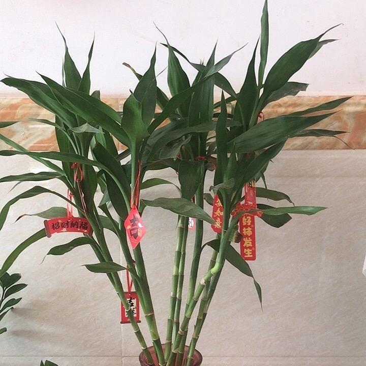 喜羊羊🐑