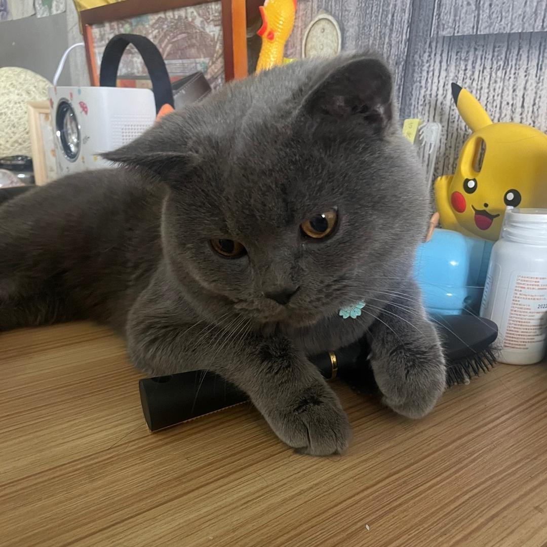 淹不噶的鱼