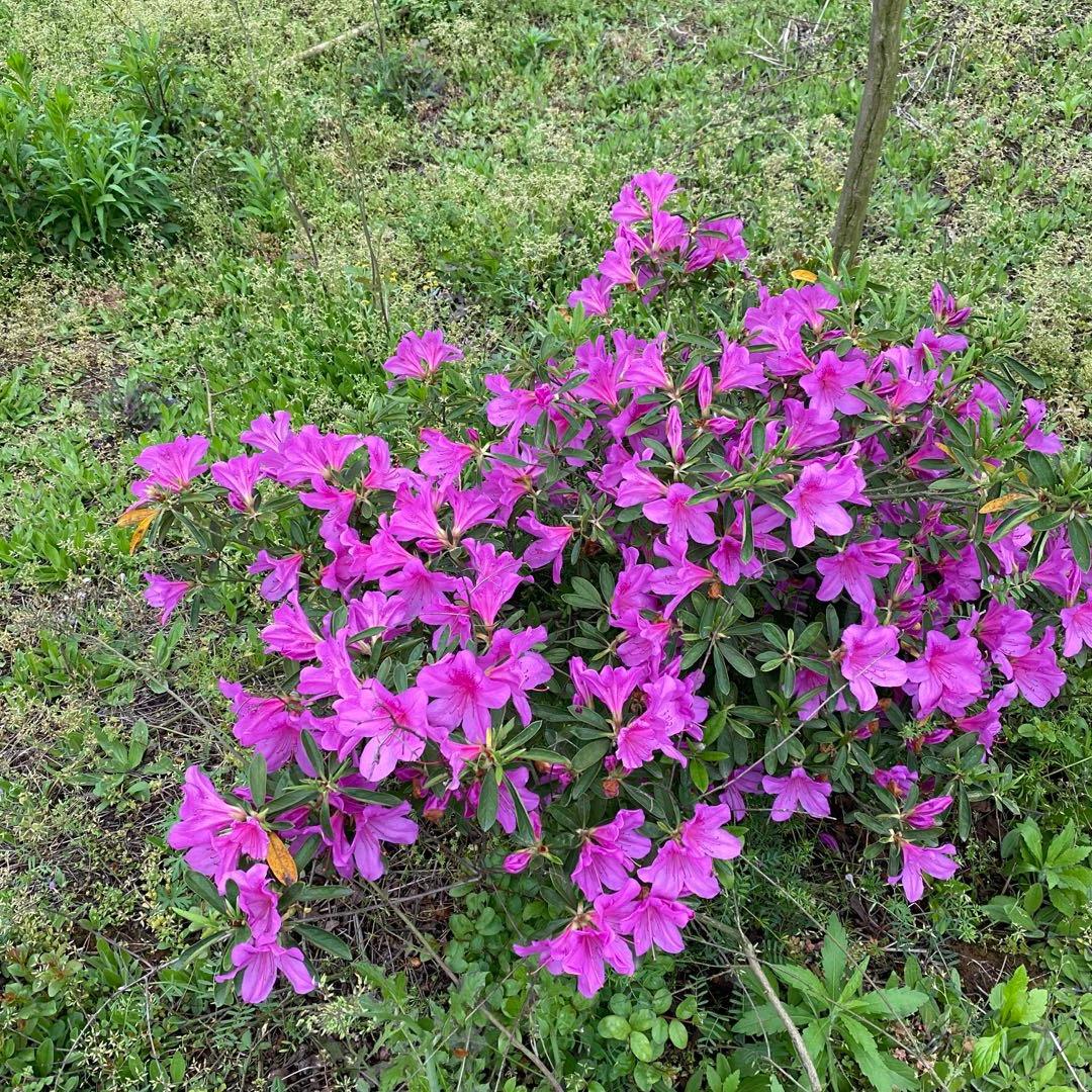 鸭绿江